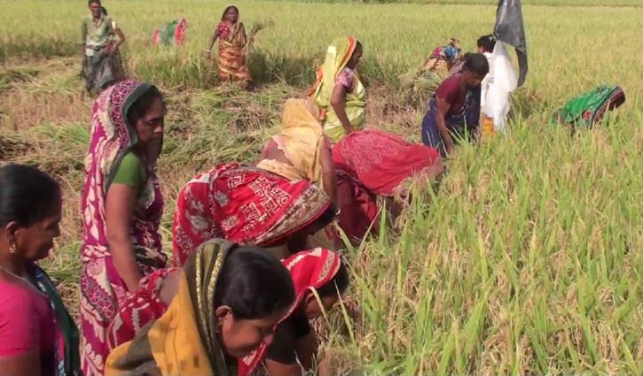 কৃষকের জমির ধান কেটে বাড়িতে পৌঁছে দিল একদল কৃষাণী কৃষকের জমির ধান কেটে বাড়িতে পৌঁছে দিল একদল কৃষাণী