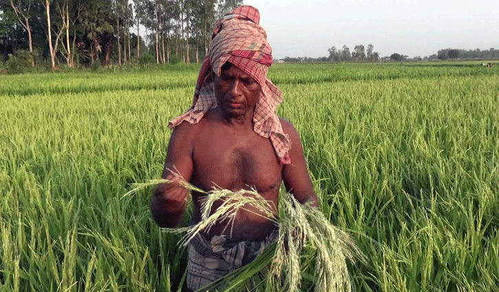 হিটশক: গোপালগঞ্জে বোরোয় ৯০ কোটি টাকার ক্ষতি হিটশক: গোপালগঞ্জে বোরোয় ৯০ কোটি টাকার ক্ষতি