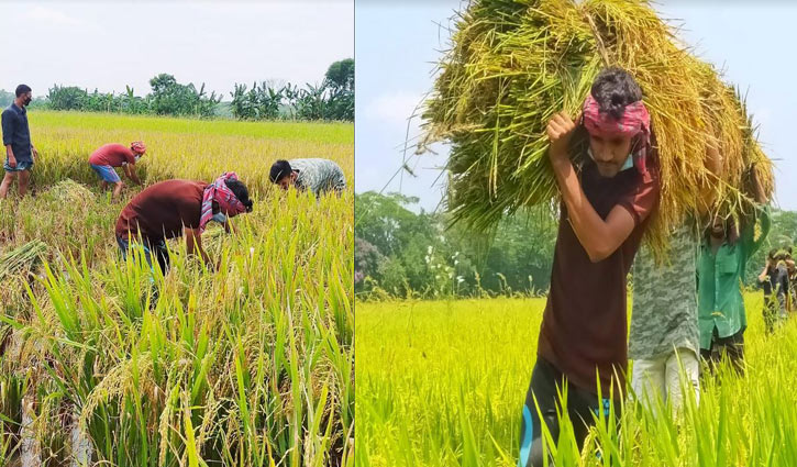 ধান কেটে কৃষকের বাড়িতে পৌঁছে দিলো ছাত্রলীগ ধান কেটে কৃষকের বাড়িতে পৌঁছে দিলো ছাত্রলীগ