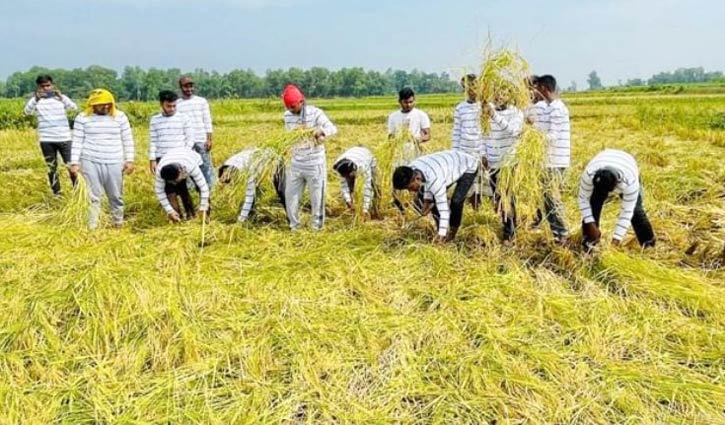 গাজীপুরে কৃষকের ৪ বিঘা জমির ধান কাটলো ছাত্রলীগ গাজীপুরে কৃষকের ৪ বিঘা জমির ধান কাটলো ছাত্রলীগ