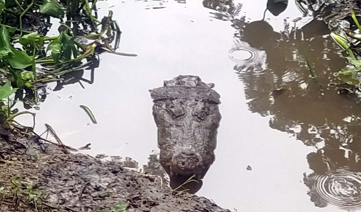 বাগেরহাট মাজারের দিঘীর কুমির ‘মাদ্রাজ’ অসুস্থ বাগেরহাট মাজারের দিঘীর কুমির ‘মাদ্রাজ’ অসুস্থ