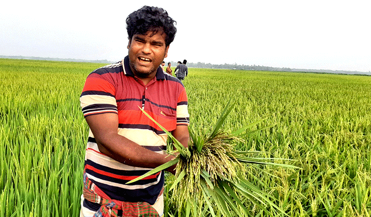 হিটশকে চিটা হয়ে যাচ্ছে ধান: শঙ্কায় কৃষক হিটশকে চিটা হয়ে যাচ্ছে ধান: শঙ্কায় কৃষক