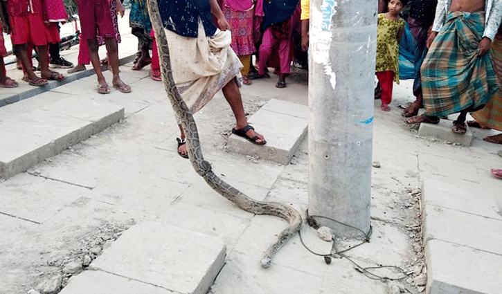শরণখোলায় চর থেকে অজগর উদ্ধার শরণখোলায় চর থেকে অজগর উদ্ধার