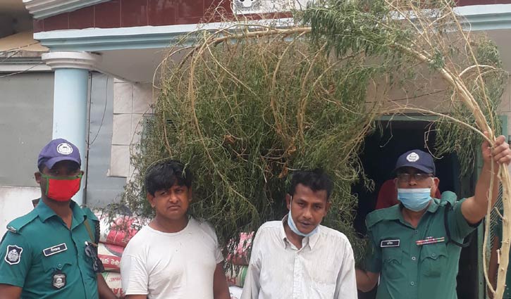 গাঁজার গাছসহ জামাই-শ্বশুর গ্রেপ্তার গাঁজার গাছসহ জামাই-শ্বশুর গ্রেপ্তার