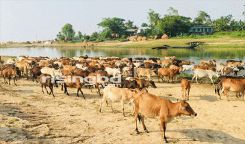 গরু নিয়ে দুশ্চিন্তায় খামারিরা