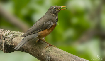 পুকুর পাড়ে পেলাম ‘কালোবুক দামা’র দেখা পুকুর পাড়ে পেলাম ‘কালোবুক দামা’র দেখা