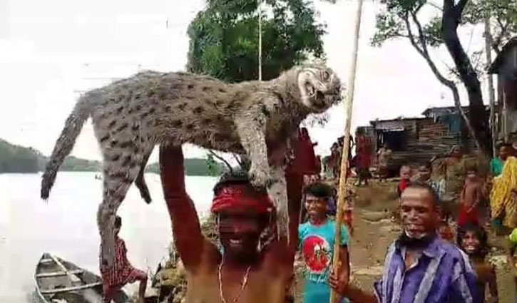 টাঙ্গুয়ার হাওরে মেছোবাঘ মেরে এলাকাবাসীর ‘উল্লাস’ টাঙ্গুয়ার হাওরে মেছোবাঘ মেরে এলাকাবাসীর ‘উল্লাস’