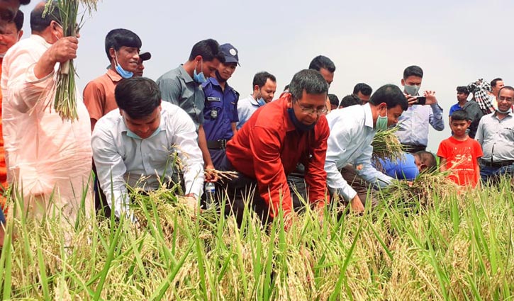 সুনামগঞ্জে বোরো ধান কাটার উদ্বোধন সুনামগঞ্জে বোরো ধান কাটার উদ্বোধন