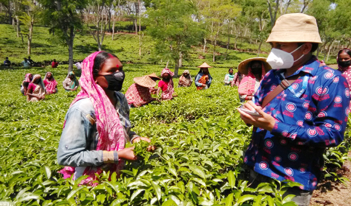 এখনও করোনামুক্ত হবিগঞ্জের চা শ্রমিকরা এখনও করোনামুক্ত হবিগঞ্জের চা শ্রমিকরা