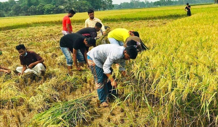শ্রীপুরে শ্রমিক সংকটে ধান কেটে দিলো ছাত্রলীগ শ্রীপুরে শ্রমিক সংকটে ধান কেটে দিলো ছাত্রলীগ