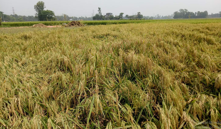 কালীগঞ্জে শ্রমিক সংকটে ধানকাটা নিয়ে শঙ্কা কালীগঞ্জে শ্রমিক সংকটে ধানকাটা নিয়ে শঙ্কা