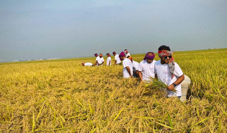 কৃষকের ধান কেটে দিলেন ব্যাংকাররা কৃষকের ধান কেটে দিলেন ব্যাংকাররা