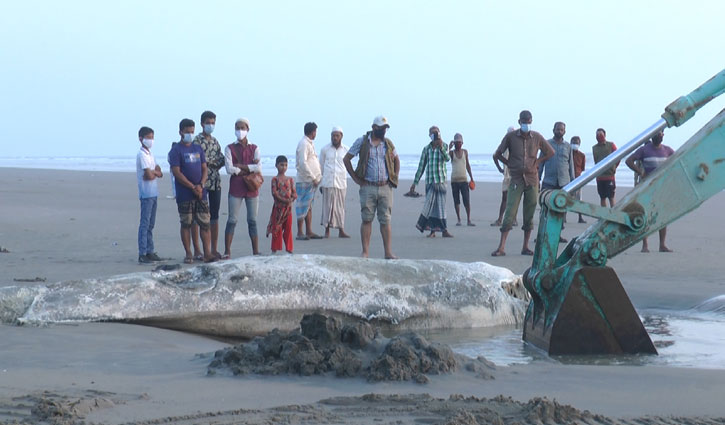 জোয়ারে ভেসে উঠলো মাটিচাপা দেওয়া তিমি