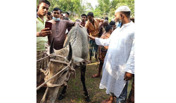 বঙ্গবন্ধু সাফারি পার্ক থেকে পালানো নীলগাই মধুপুরে আটক বঙ্গবন্ধু সাফারি পার্ক থেকে পালানো নীলগাই মধুপুরে আটক
