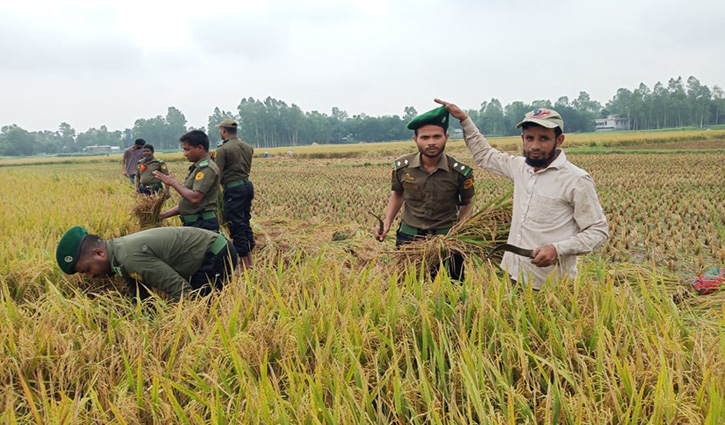 কৃষকের জমির ধান কেটে দিলেন আনসার সদস্যরা কৃষকের জমির ধান কেটে দিলেন আনসার সদস্যরা