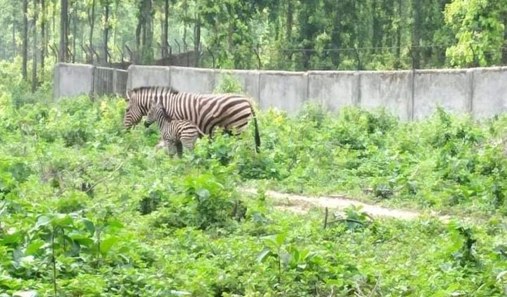 বঙ্গবন্ধু সাফারি পার্কে বাচ্চা দিয়েছে জেব্রা ও ওয়াইল্ডবিস্ট