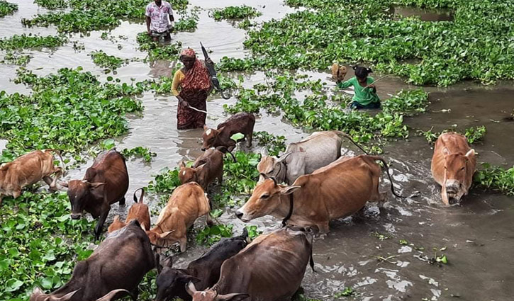 এখনও গরু চরান বৃদ্ধা রমজান বিবি এখনও গরু চরান বৃদ্ধা রমজান বিবি