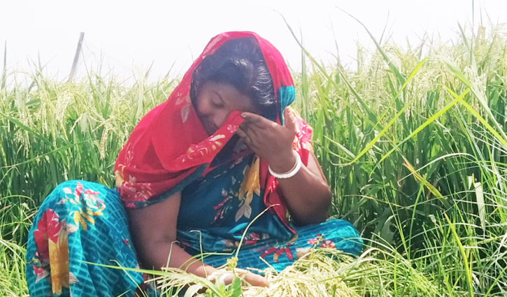 হিটশকে নষ্ট হয়েছে বাগেরহাটের ৪শ ৪২ হেক্টর জমির ধান হিটশকে নষ্ট হয়েছে বাগেরহাটের ৪শ ৪২ হেক্টর জমির ধান
