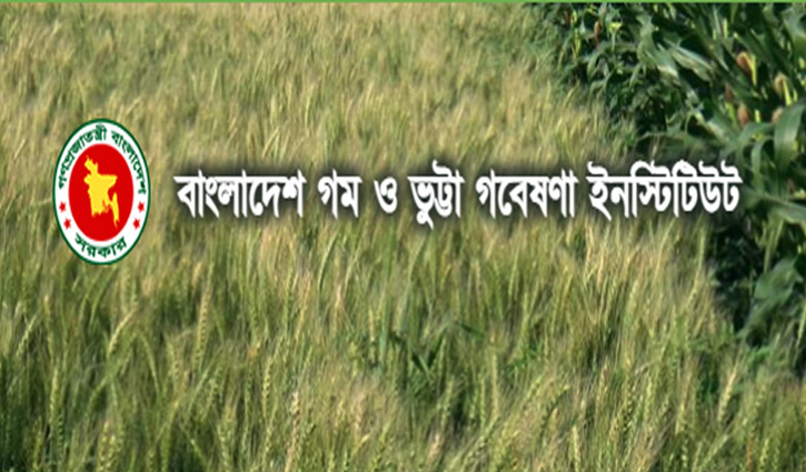 গম ও ভুট্টা গবেষণা ইনস্টিটিউটে বিভিন্ন পদে চাকরি