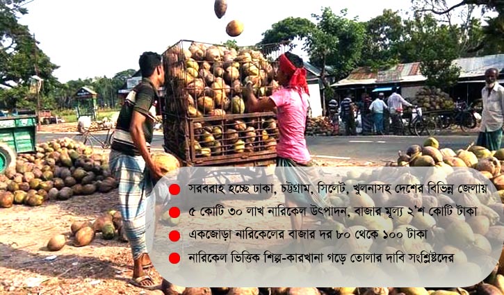 লক্ষ্মীপুরে বছরে ২০০ কোটি টাকার নারিকেল উৎপাদন লক্ষ্মীপুরে বছরে ২০০ কোটি টাকার নারিকেল উৎপাদন