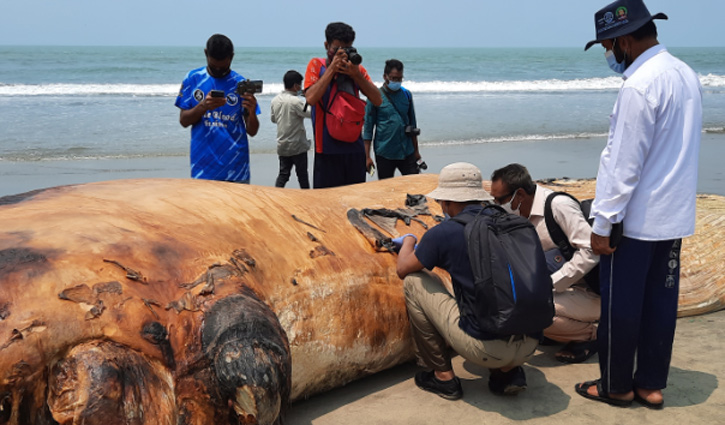 ভেসে আসা দুটি তিমির গায়েই আঘাতের চিহ্ন