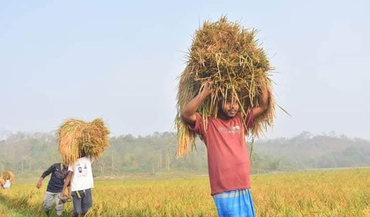 রাঙ্গুনিয়ায় ধান কেটে কৃষকের বাড়ি পৌঁছে দিচ্ছে ছাত্রলীগ রাঙ্গুনিয়ায় ধান কেটে কৃষকের বাড়ি পৌঁছে দিচ্ছে ছাত্রলীগ