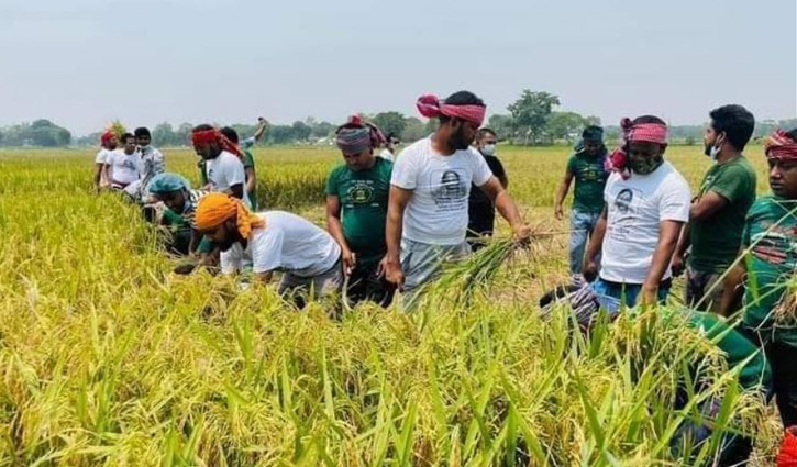 ধান কেটে কৃষকের বাড়িতে পৌঁছে দিলো যুবলীগ ধান কেটে কৃষকের বাড়িতে পৌঁছে দিলো যুবলীগ
