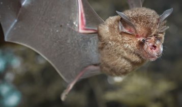 Scientists find new coronaviruses in bats