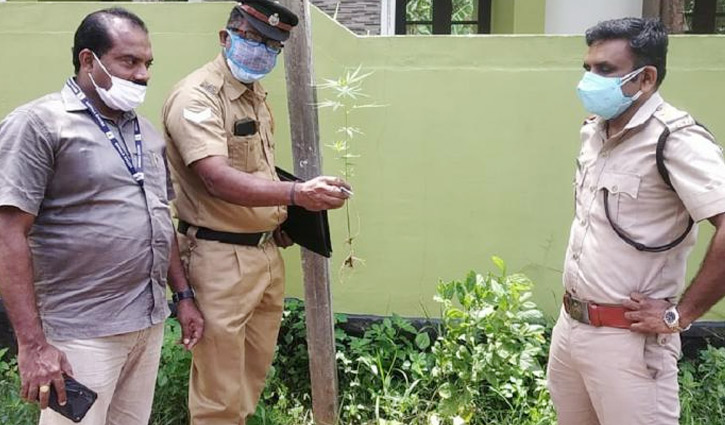 পরিবেশ দিবসে গাঁজার চারা রোপণ! পরিবেশ দিবসে গাঁজার চারা রোপণ!