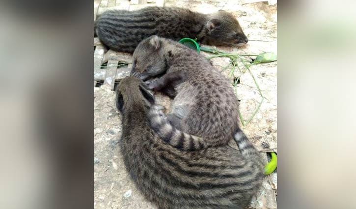 গন্ধগোকুলের ছানা উদ্ধার