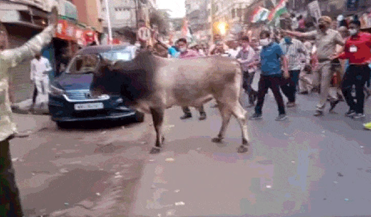 মমতার মিছিলে ঢুকে পড়লো ষাঁড়