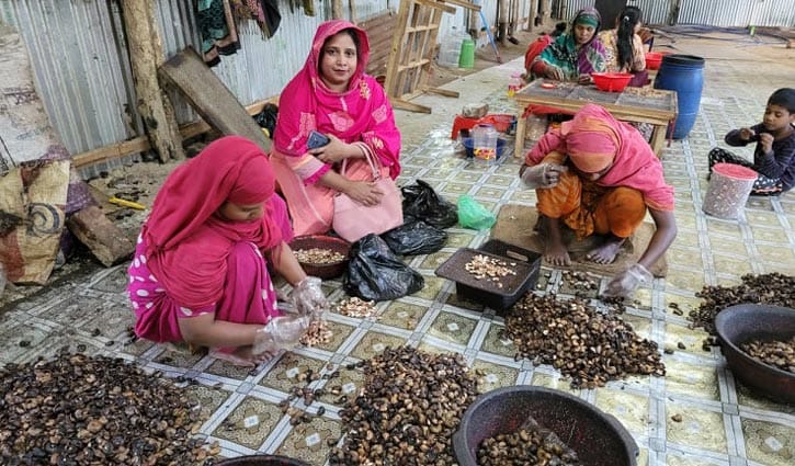 পুষ্টিগুণে ভরপুর পাহাড়ি কাজুবাদাম পুষ্টিগুণে ভরপুর পাহাড়ি কাজুবাদাম