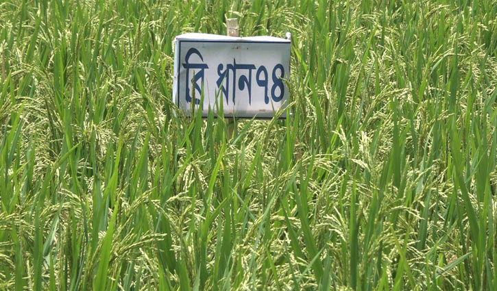 ব্রি ধান-৭৪: উচ্চমাত্রার জিংক সমৃদ্ধ ধান ব্রি ধান-৭৪: উচ্চমাত্রার জিংক সমৃদ্ধ ধান