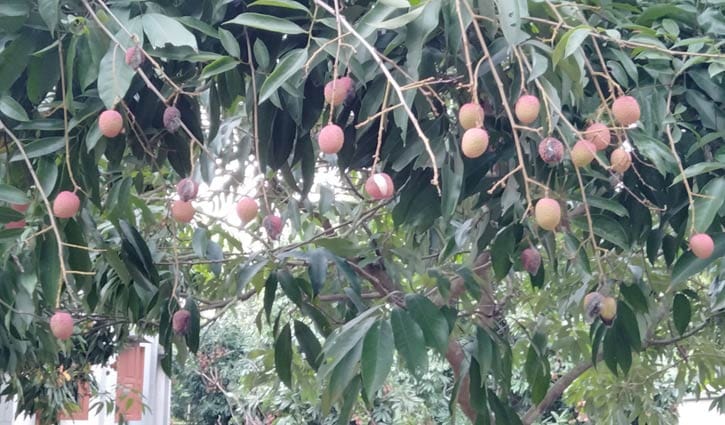 গাছেই ফেটে যাচ্ছে লিচু, উদ্বিগ্ন চাষিরা গাছেই ফেটে যাচ্ছে লিচু, উদ্বিগ্ন চাষিরা