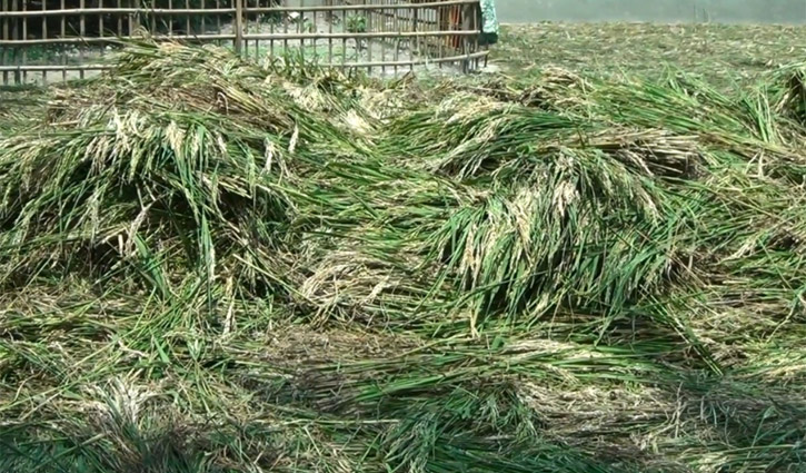 বোরো ক্ষেতে ‘নেক ব্লাস্ট’, ভয়ে কাঁচা ধান কাটছেন কৃষক বোরো ক্ষেতে ‘নেক ব্লাস্ট’, ভয়ে কাঁচা ধান কাটছেন কৃষক