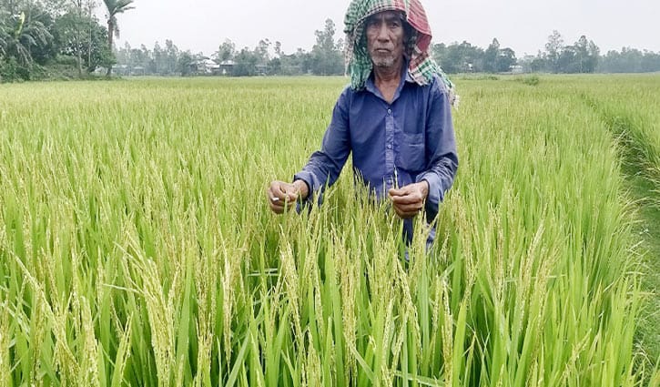 তপ্ত বাতাসে পুড়েছে কৃষকের স্বপ্ন তপ্ত বাতাসে পুড়েছে কৃষকের স্বপ্ন