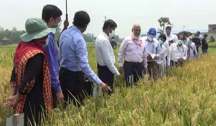 এসিআই হাইব্রিড ধানে হেক্টর প্রতি লক্ষ্য ১৫ টন এসিআই হাইব্রিড ধানে হেক্টর প্রতি লক্ষ্য ১৫ টন