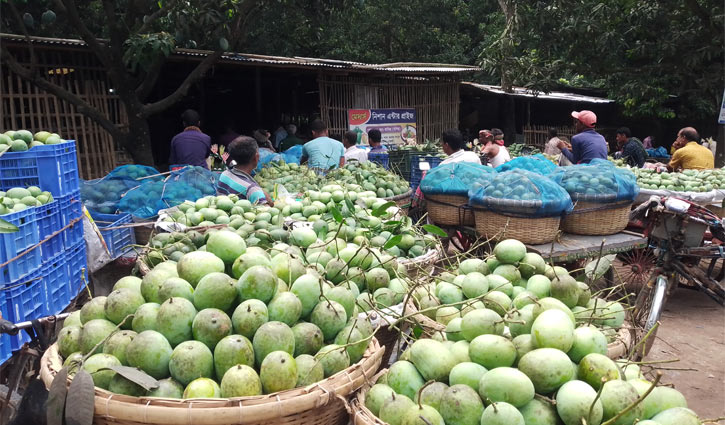 রেকর্ড উৎপাদনেও হতাশ চাঁপাইনবাবগঞ্জের আমচাষিরা 