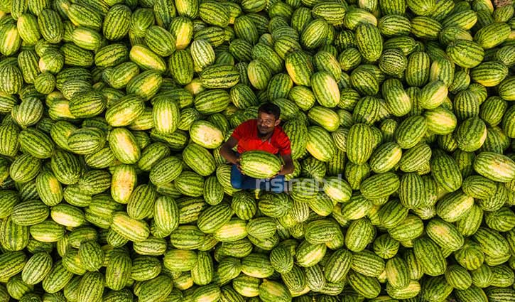 ভালো তরমুজ চেনার উপায় ভালো তরমুজ চেনার উপায়