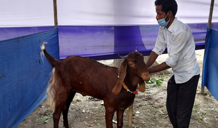 ছাগলের ওজন ৮০ কেজি, দাম লাখ টাকা