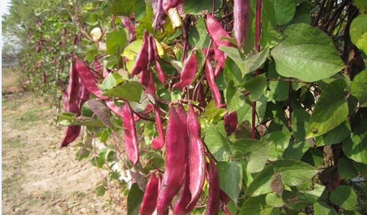 শিমের নতুন জাত উদ্ভাবন শিমের নতুন জাত উদ্ভাবন