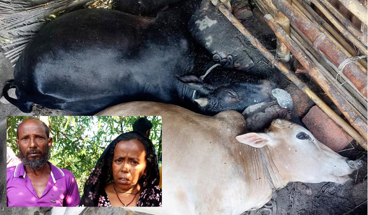 বজ্রপাতে দুই গরু হারিয়ে দিশেহারা কৃষক বজ্রপাতে দুই গরু হারিয়ে দিশেহারা কৃষক