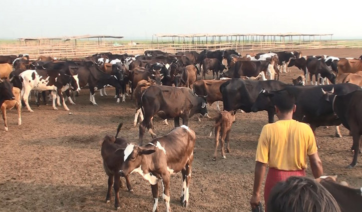 আসছে ঈদ, বাড়ছে করোনা, শঙ্কায় গরুর খামারিরা আসছে ঈদ, বাড়ছে করোনা, শঙ্কায় গরুর খামারিরা