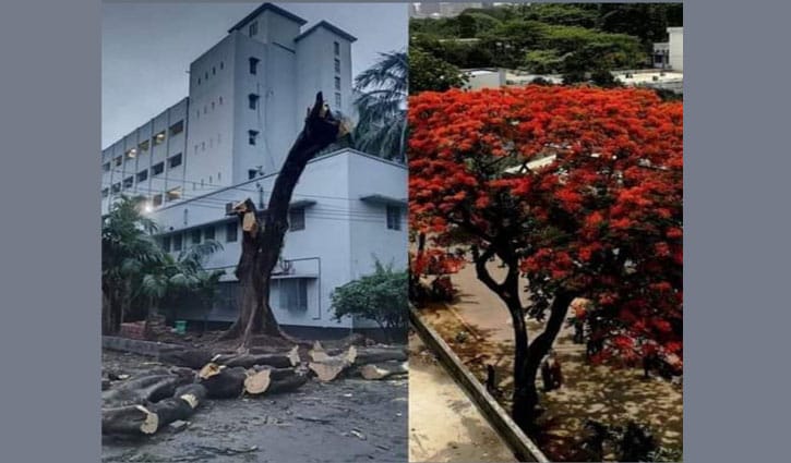 ‘গাছ হত্যার বিচার চাই’ ‘গাছ হত্যার বিচার চাই’
