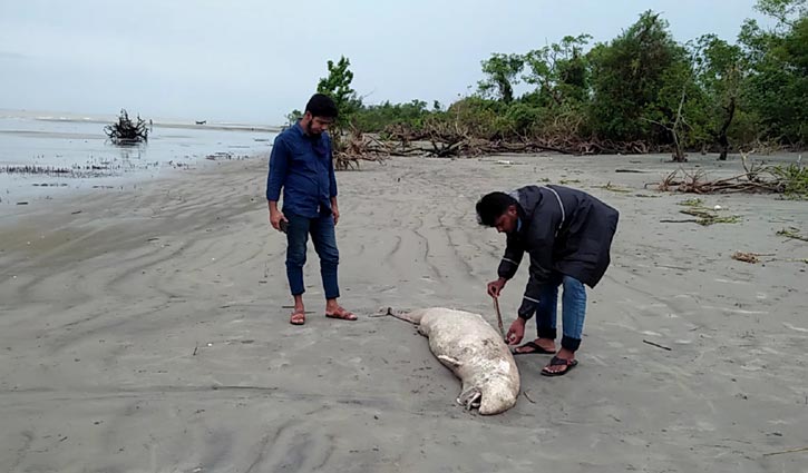 সৈকতে আবারও ভেসে এলো মৃত ডলফিন সৈকতে আবারও ভেসে এলো মৃত ডলফিন