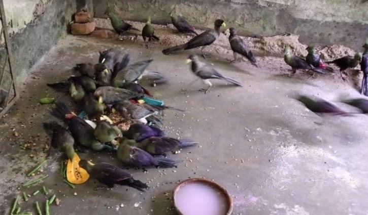 সাফারি পার্কে পশ্চিম আফ্রিকার দু’জাতের ৩৫ পাখি সাফারি পার্কে পশ্চিম আফ্রিকার দু’জাতের ৩৫ পাখি