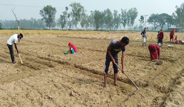বীজ বপনে ব্যস্ত হিলির আলু চাষিরা বীজ বপনে ব্যস্ত হিলির আলু চাষিরা