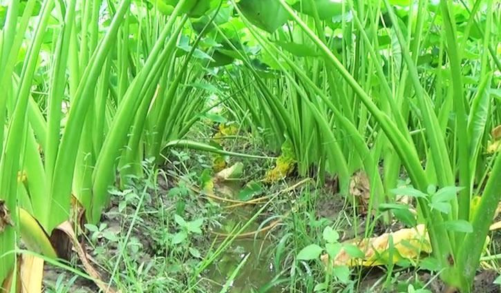 গাইবান্ধার কচুর মুখি যাচ্ছে সারাদেশে গাইবান্ধার কচুর মুখি যাচ্ছে সারাদেশে