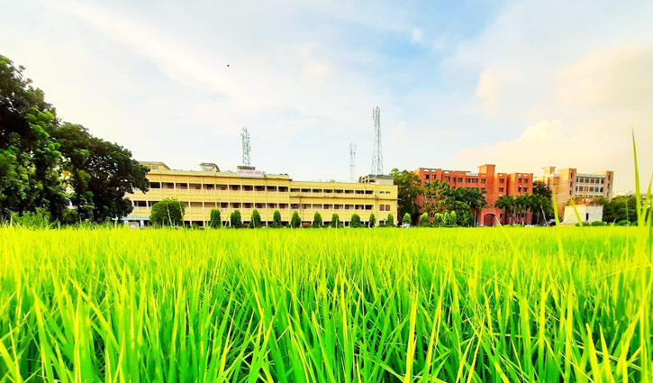শেকৃবিতে বাড়ছে ডেঙ্গু আক্রান্তের সংখ্যা শেকৃবিতে বাড়ছে ডেঙ্গু আক্রান্তের সংখ্যা