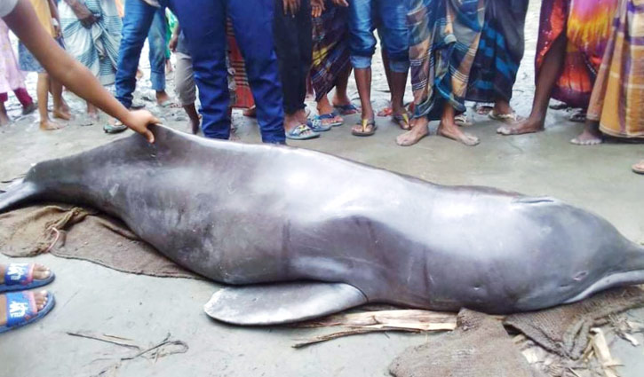 তিস্তায় ধরা পড়লো ৪ মণ ওজনের শুশুক তিস্তায় ধরা পড়লো ৪ মণ ওজনের শুশুক
